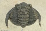 Enrolled Diademaproetus Trilobite - Foum Zguid, Morocco #125140-5